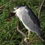 BlackHeron.jpg