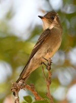 Flycatcher5.jpg
