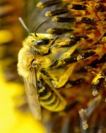 Bee-295.jpg