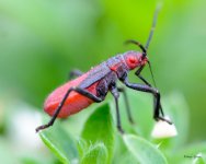 BoxElderBug-222.jpg