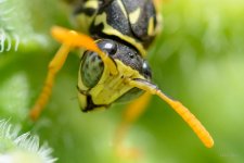 Wasp-210.jpg