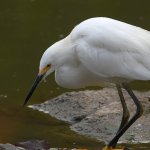 Egret2.jpg