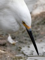 Egret3.jpg