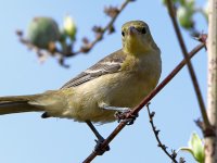 Oriole5.jpg