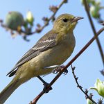 Oriole6.jpg
