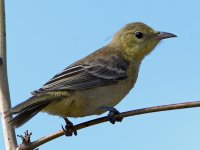 Oriole3.jpg