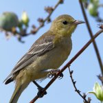 Oriole7.jpg