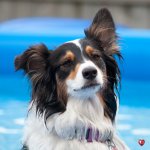 pep pool portrait-2017_0815_DSC_7052_NIKON D300-crop-resize copy1024x1024.jpg