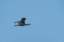 DSC_2729.jpg