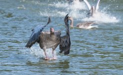DSC_2792.jpg