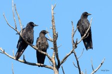 Crows-200.jpg