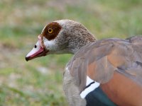 Goose.jpg