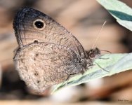 Butterfly-205.jpg