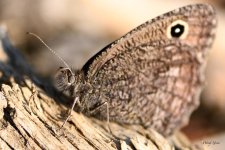 Butterfly-206.jpg