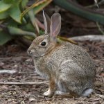 Rabbit.jpg