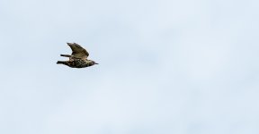 DSC_2804.jpg