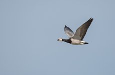 DSC_2833.jpg