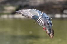 DSC_2896.jpg