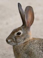 Rabbit5.jpg