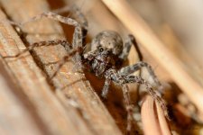 Spider-200.jpg