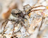 Spider-201.jpg