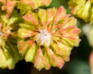 Flower-205.jpg