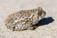 Toad-200.jpg