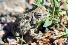 Toad-201.jpg Toad-201.jpg