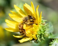 Bee-301.jpg