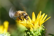 Bee-300.jpg