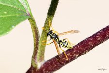 Wasp-230.jpg