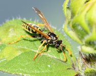Wasp-231.jpg
