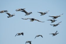 DSC_2968.jpg