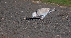 DSC_2934.jpg