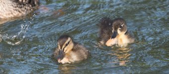 DSC_3109crop.jpg
