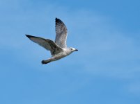 DSC_3098.jpg