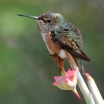 Hummer9.jpg