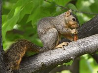 Squirrel.jpg