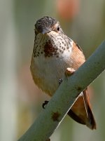 Hummer.jpg