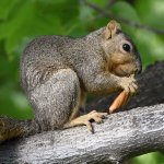 Squirrel2.jpg