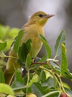 Oriole3_2017_08_21.jpg