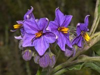 Ruellia_2017_08_23.jpg