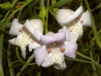 Westringia_2017_08_23.jpg
