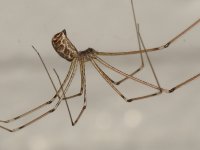 Spider.jpg