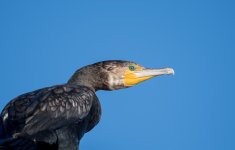 DSC_3315.jpg