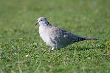 DSC_3375.jpg