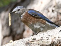 Bluebird6.jpg