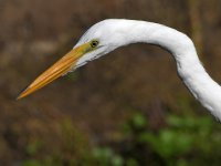 Egret2.jpg