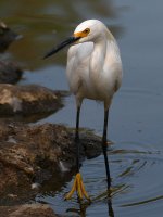 Egret4.jpg