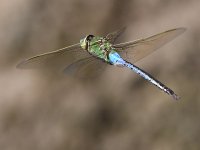 DragonFly3.jpg